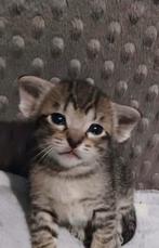 Oosterse korrhaar X, Dieren en Toebehoren, Katten en Kittens | Raskatten | Korthaar, Meerdere dieren, 0 tot 2 jaar