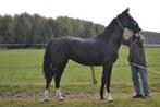 gelderse merrie, Dieren en Toebehoren, Paarden, Merrie, Met stamboom, 3 tot 6 jaar, Tuigpaard