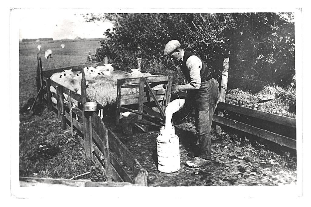 983586 Texel Schapenmelken 1948 zegel gedeeltelijk verwijd, Ophalen of Verzenden, 1940 tot 1960, Gelopen, Waddeneilanden