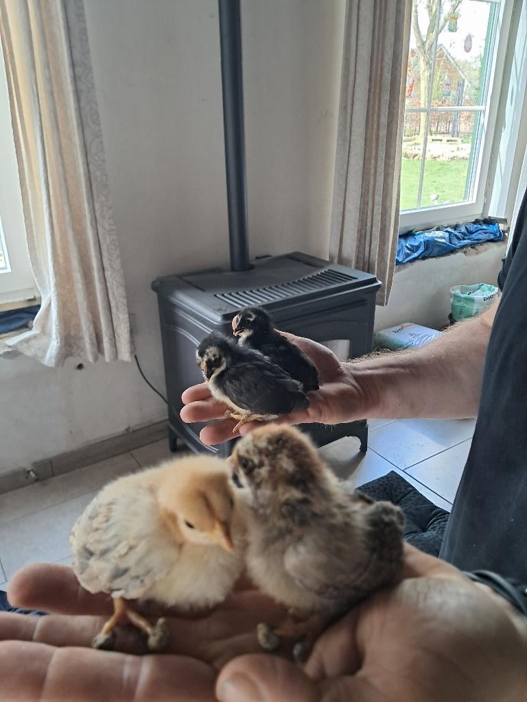 Serama kuikens, Dieren en Toebehoren, Meerdere dieren, Kip