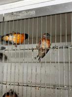 1 Kapoetsen sijzen Zie omschrijving, Meerdere dieren