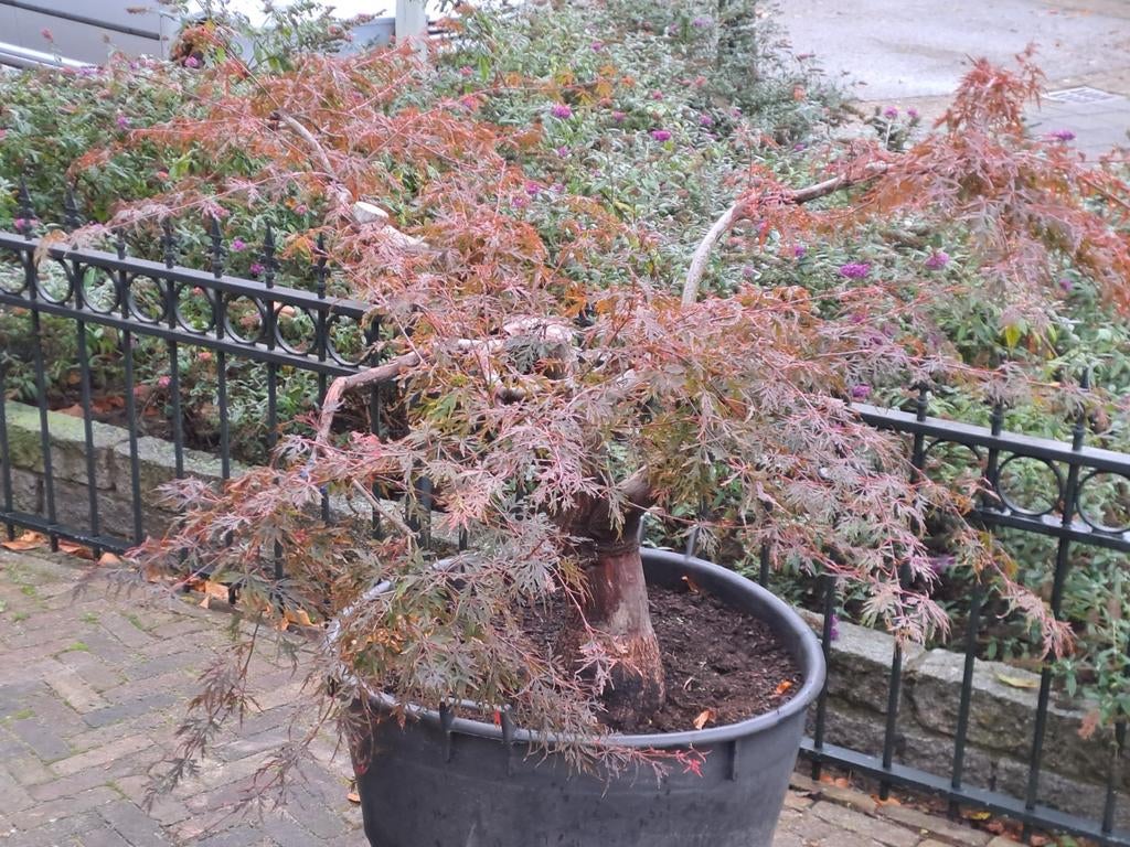 Diverse tuinplanten, tuinbonsai en pre-bonsai, Ophalen, Overige soorten