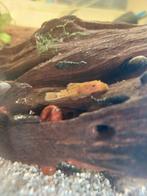 Baby super red ancistrus, Dieren en Toebehoren, Vis
