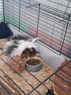 2 lieve cavia beertjes zoeken een rustig huis, Dieren en Toebehoren, Kooi, 110 cm of meer, Zo goed als nieuw, Cavia