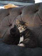 Kittens, Dieren en Toebehoren, Meerdere dieren