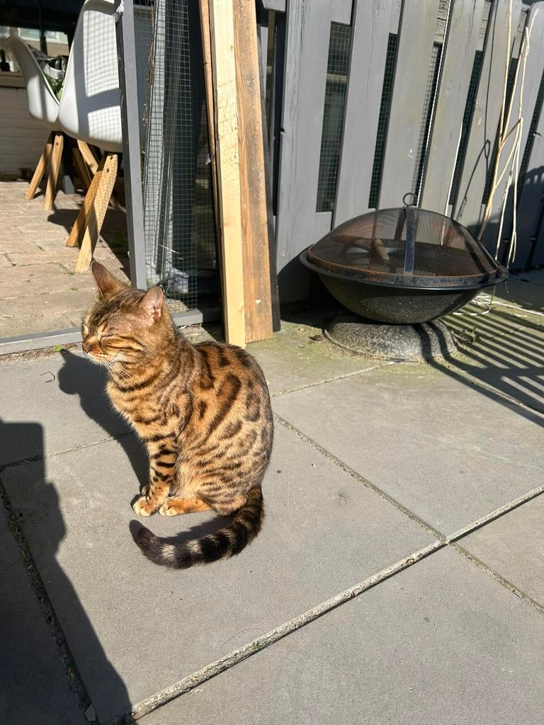Bengaal poes gereserveerd, Dieren en Toebehoren, 3 tot 5 jaar
