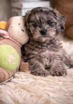 blue merle maltipoo reutje 9 weekjes oud 🩵, Parvo, 8 tot 15 weken, Eén hond, Nederland