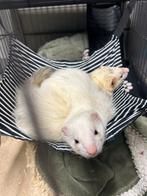 Twee lieve speelse fretten, Augustus, Vrouwelijk