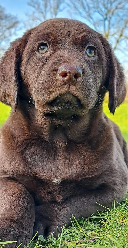 Prachtige kruising Friese Stabij x Labrador, Nederland, Parvo, Overige rassen, 8 tot 15 weken