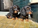 Langharige dwerg teckel reutjes black & tan met stamboom, Reu, 8 tot 15 weken, Dwerg, Langhaar