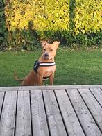 Liefdevol thuis gezocht voor onze lieve Amstaff dame., Dieren en Toebehoren, Honden | Jack Russells en Terriërs, American Staffordshire Terriër