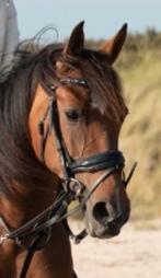 Lieve E-pony, merrie, 13 jaar, Dieren en Toebehoren, Minder dan 160 cm, L, 11 jaar of ouder, Recreatiepaard
