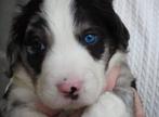 Puppy's stabij/ Border collie blue merle, Dieren en Toebehoren, Overige rassen, 8 tot 15 weken, Meerdere, Meerdere dieren