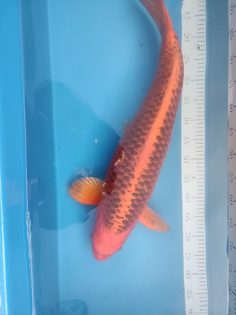 Matsuba koi, Dieren en Toebehoren, Karper of Koi