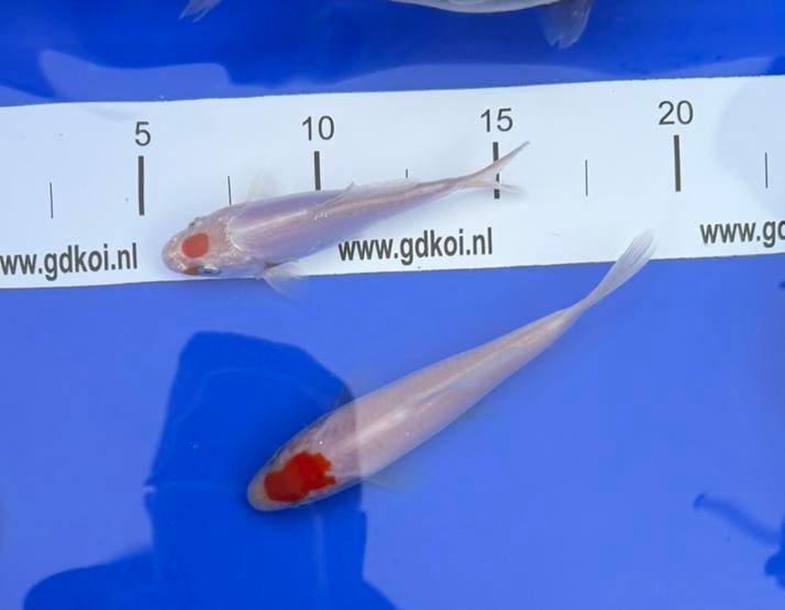 Tancho kohaku koi, Dieren en Toebehoren, Vissen | Vijvervissen, Karper of Koi