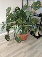 Grote Monstera kamerplant inclusief pot, Ophalen, Halfschaduw, 100 tot 150 cm