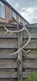 Groot gewei uit zweden, Ophalen, Hert, Gewei of Kop