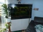 Compleet hoek-aquarium, vissen filters, alles erop en eraan., Ophalen, Gebruikt, Gevuld zoetwateraquarium