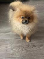 Pomeranian, Dieren en Toebehoren, Rabiës (hondsdolheid), 15 weken tot 1 jaar, Overige rassen, Meerdere