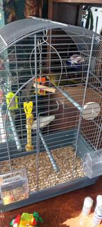 Kanarie met kooi, Mannelijk, Zangkanarie