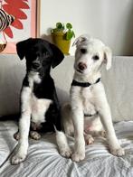 Puppy 14 weken, Dieren en Toebehoren, Particulier, Rabiës (hondsdolheid), Reu, 8 tot 15 weken