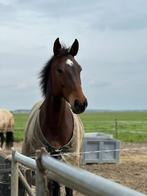 Verzorger gezocht, Dieren en Toebehoren, Paarden en Pony's | Overige Paardenspullen, Ophalen, Nieuw, Dressuur
