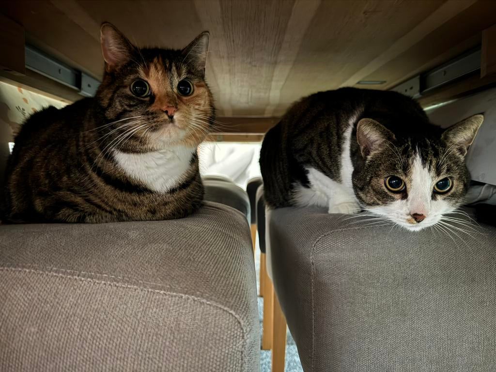 2 lieve poezen, Dieren en Toebehoren, Katten en Kittens | Raskatten | Langhaar, Meerdere dieren, Gechipt, 3 tot 5 jaar