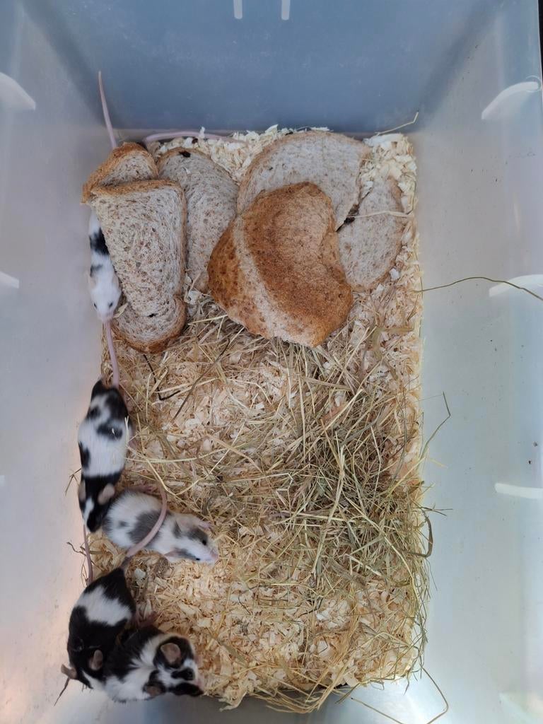 Muizen, Dieren en Toebehoren, Knaagdieren, Maart, Meerdere dieren, Muis