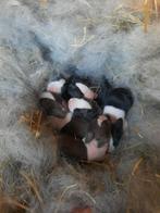 Hollander konijntjes, Dieren en Toebehoren, Geslacht onbekend, Middelgroot, 0 tot 2 jaar