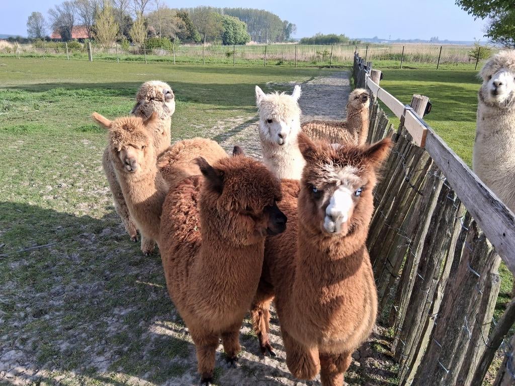 alpaca's, April, Mannelijk