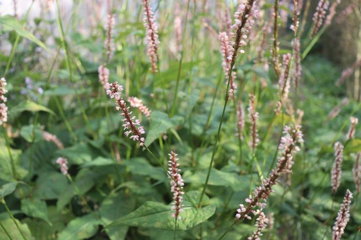 polygonum roze, Tuin en Terras, Planten | Tuinplanten, Vaste plant, Overige soorten, Halfschaduw, Zomer, Ophalen of Verzenden
