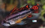 Apistogramma cacatuoides "Double Red", Vis, Zoetwatervis