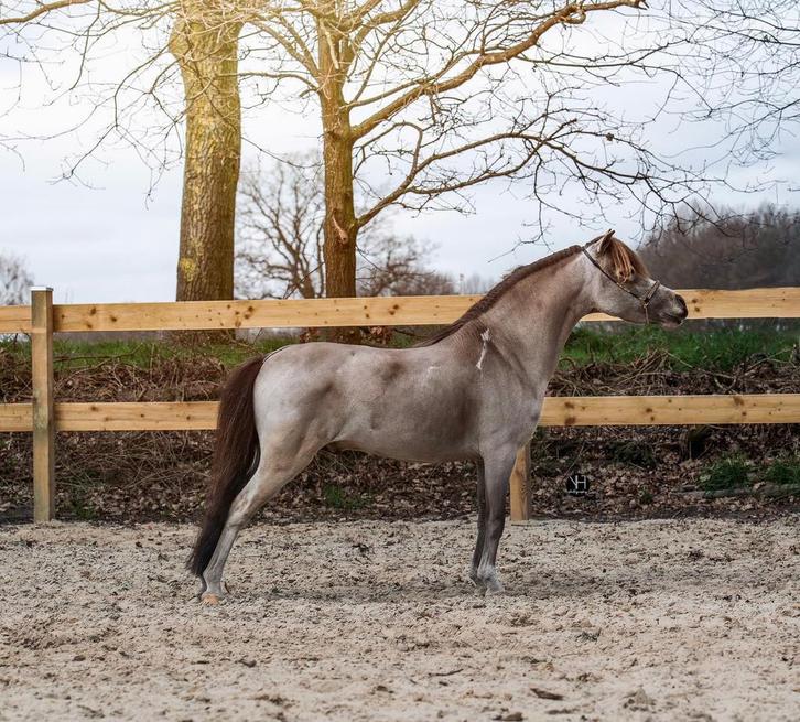 Dekhengst AMHA~AMHR~NMPRS, Dieren en Toebehoren, Paarden en Pony's | Dekhengsten en Fokmerries, Hengst