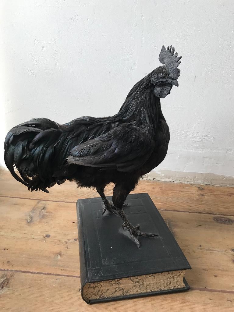 taxidermy: Ayam cemani, haan op bijbel, Ophalen, Nieuw, Vogel, Opgezet dier