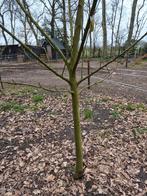 Appelbomen, Ophalen of Verzenden, Bloeit niet, Volle zon, Overige soorten