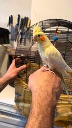 Vogel, Vrouwelijk, Parkiet, Tam