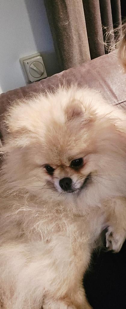 Pomeriaan met stamboom, Dieren en Toebehoren, Particulier, 1 tot 2 jaar, Buitenland, Parvo