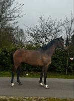 3 jarige merrie las vegas x volle zus ggk its a pleasure, Merrie, Dressuurpaard, 3 tot 6 jaar