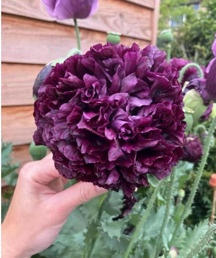 Papaver ‘Purple Peony’ zaden, Verzenden, Volle zon