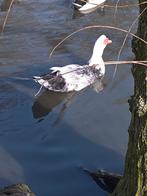 kaapse, barberie,muskus eenden en woerden, Dieren en Toebehoren, Meerdere dieren, Eend