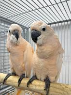 Alvast reserveren Molukken kaketoe’s, Vrouwelijk, Papegaai, Pratend