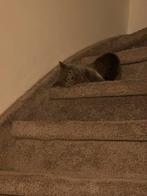 Britse korthaar (met medisch paspoort), Dieren en Toebehoren, Katten en Kittens | Raskatten | Korthaar, Poes, Gechipt, 0 tot 2 jaar