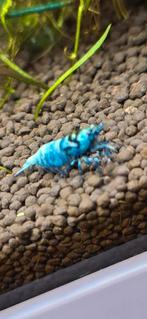 Blue schadow Panda garnalen jong volwassen  garnalen, Kreeft, Krab of Garnaal