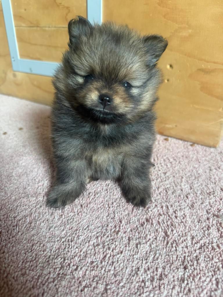 Pomeriaan / dwergkees pups geteste ouders + stamboom!, Dieren en Toebehoren, Honden | Poolhonden, Keeshonden en Oertypen, Parvo