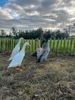 Broedeieren Indische Loopeenden, Dieren en Toebehoren, Geslacht onbekend, Eend
