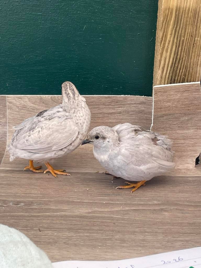 Koppel chinese kwartels, Dieren en Toebehoren, Meerdere dieren