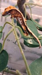 Wimpergekko, 5 gram. tricolor.0.0.1, Dieren en Toebehoren, Hagedis, Tam, 0 tot 2 jaar