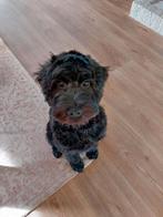 Labradoodle, Dieren en Toebehoren, 15 weken tot 1 jaar, Reu, Eén hond, Middel