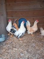 Chabo' haantjes. Kleuren zie foto. Broed najaar 2025., Dieren en Toebehoren, Pluimvee, Mannelijk, Kip