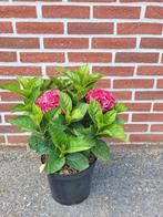 Boeren Hortensia rood, Volle zon, Vaste plant, Zomer, Ophalen